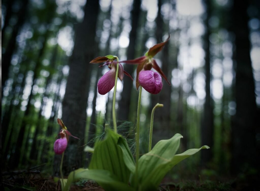 Color photo of purple lady slipper flowers in woods