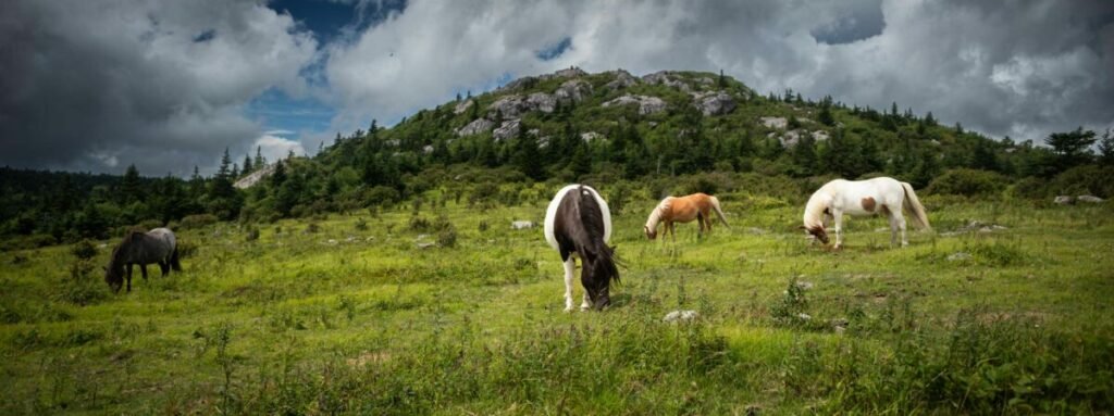 Color photo of horses grazing on rocky hills
