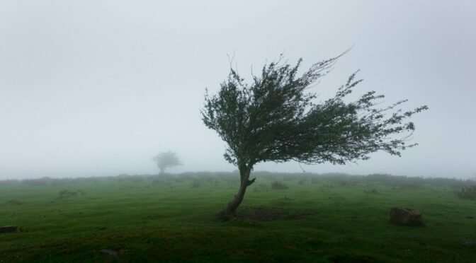Photo of tree blowing with foggy background