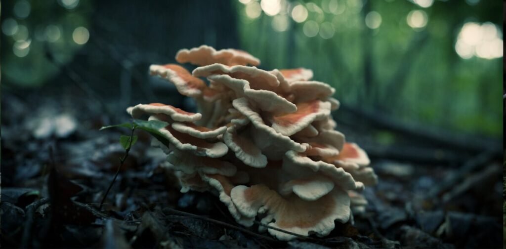 Photo of mushroom