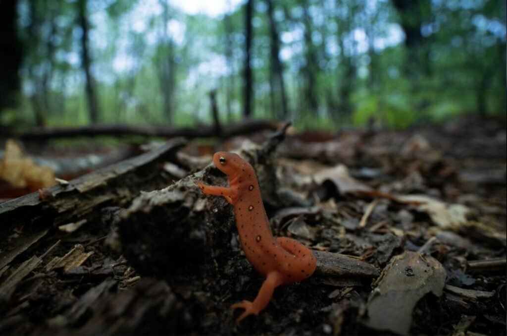Photo of orange colored newt