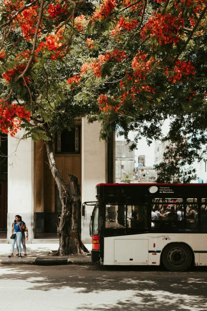 Photo of bus in front of tree with green and red leaves