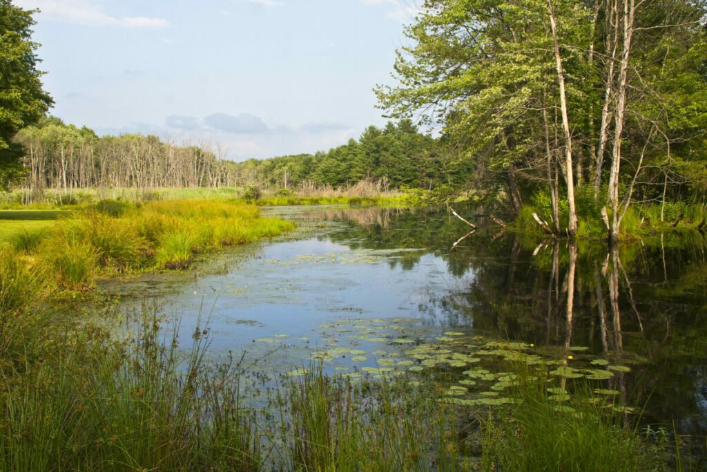 Photo of swampland