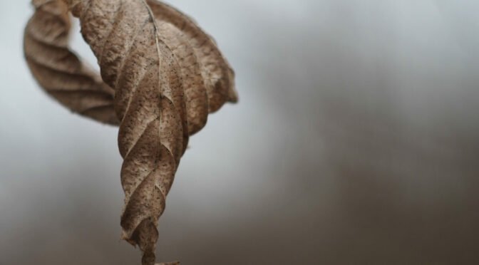 a furled brown leaf against a pale gray background