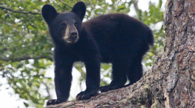 Photo of bear cub on tree limb