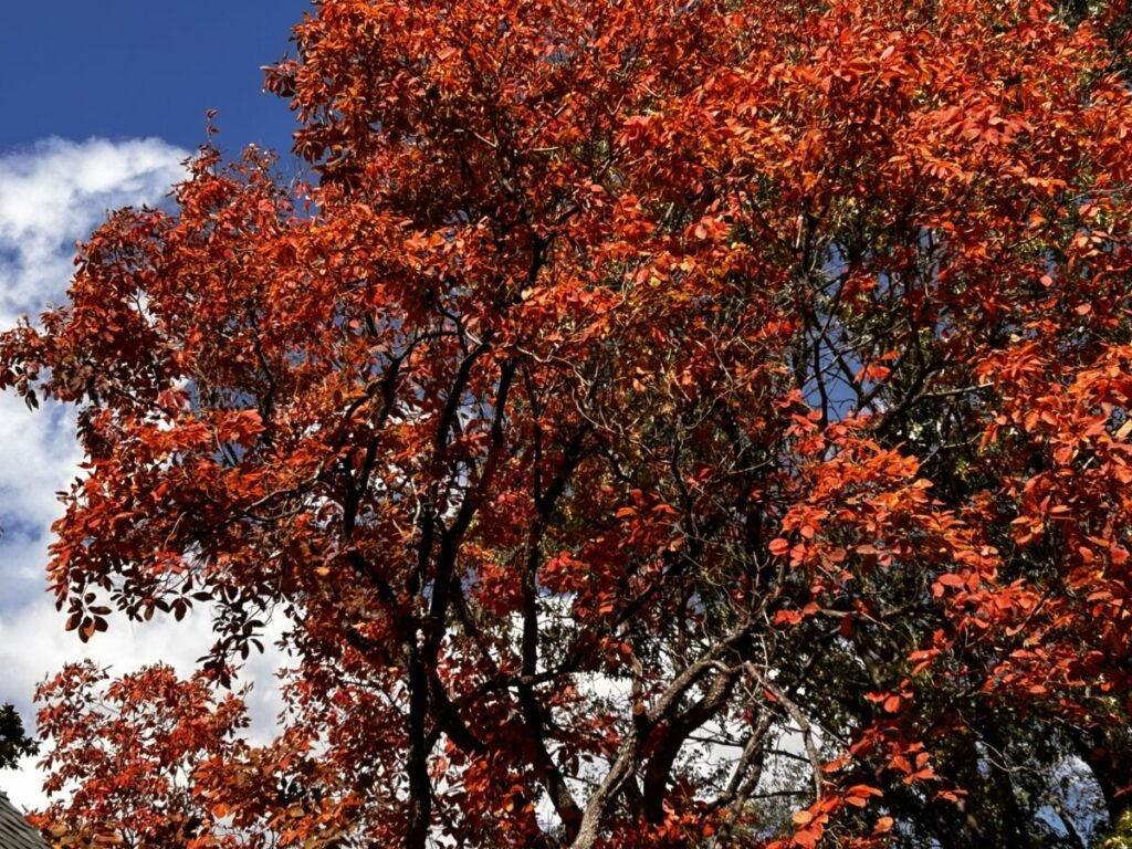 Photo of tree with red leaves