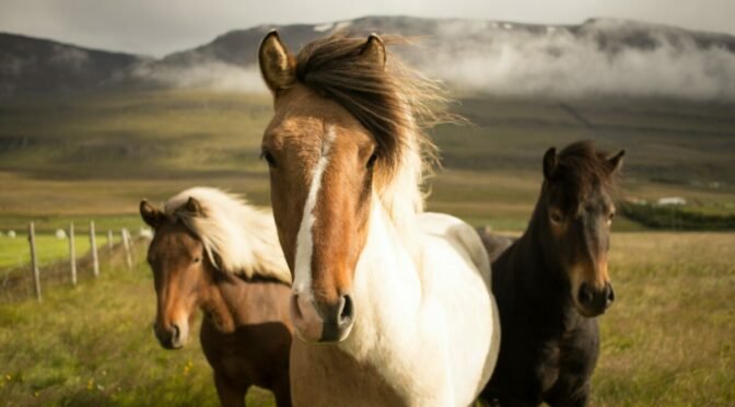 Photo of 3 horses facing camera, with misty mountains in background