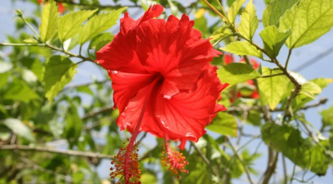 Close up of bright red hibiscus flower