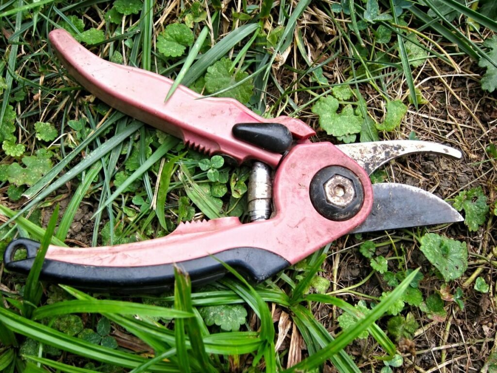 Photo of pruning shears on grass