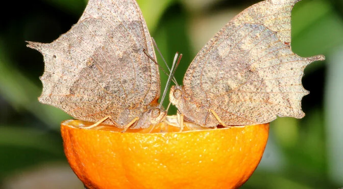 two moths on tangerine half