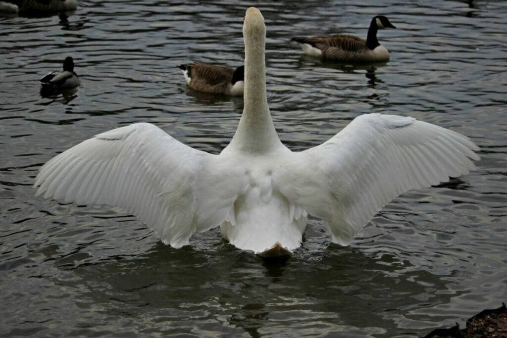 large white bird spreading wings