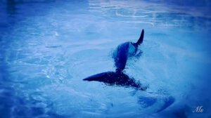 Black dolphin in deep blue water