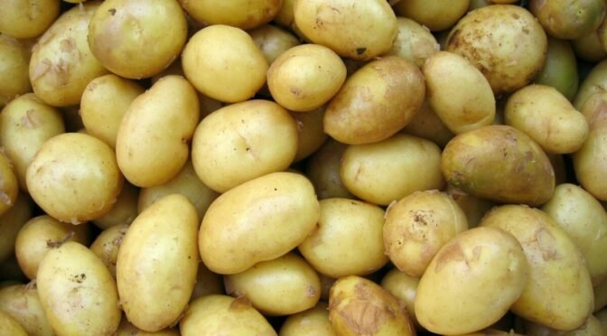 Photo of lots of white potatoes