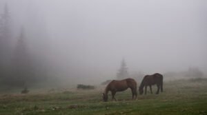 Photo of horses in the fog