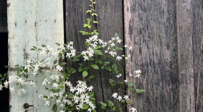 Photo of fence with flowered vine crawling up it