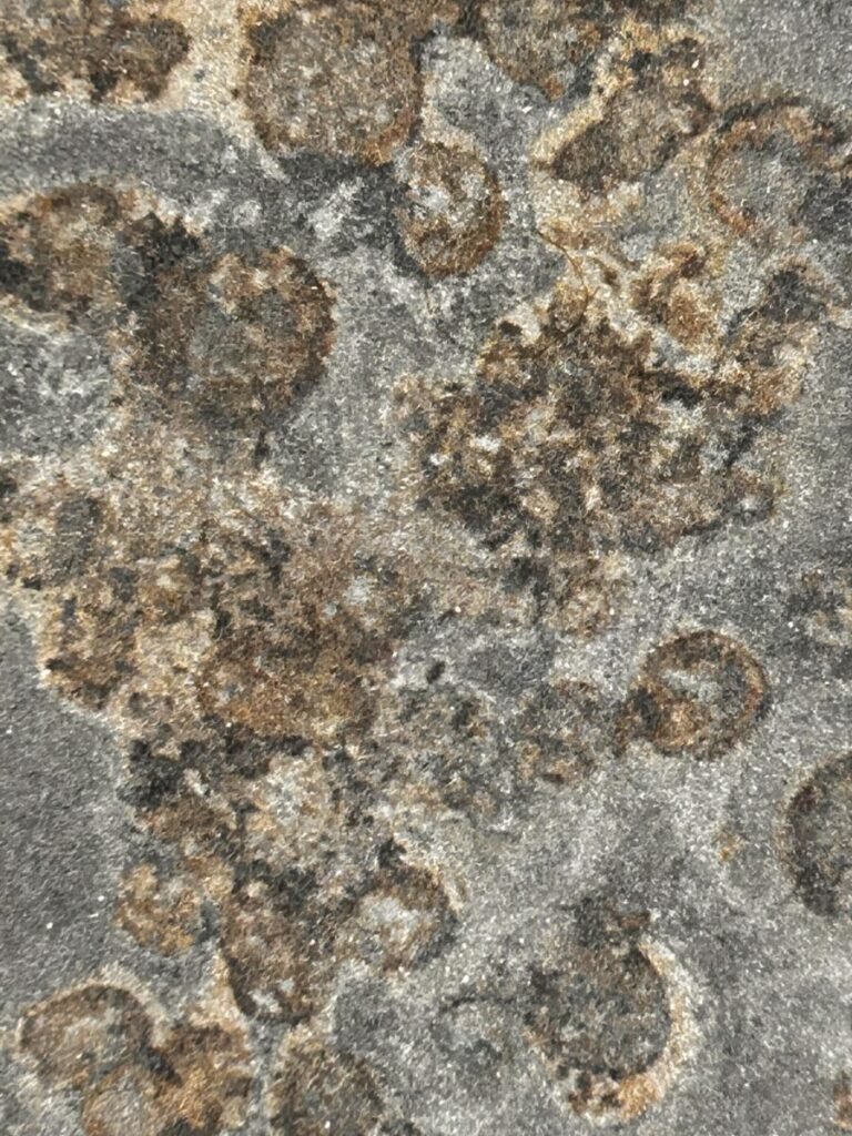 Photo of brownish stains on gray rock