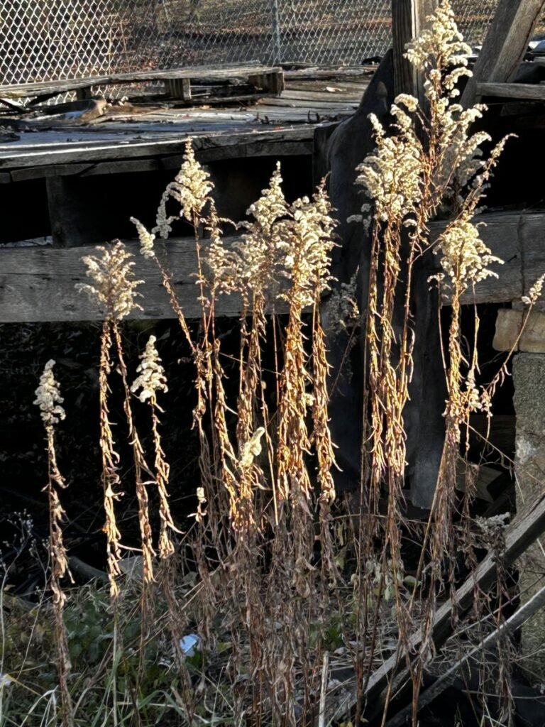 Photo of tall weeds