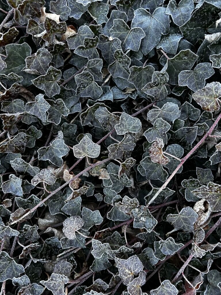 Close up photo of ivy