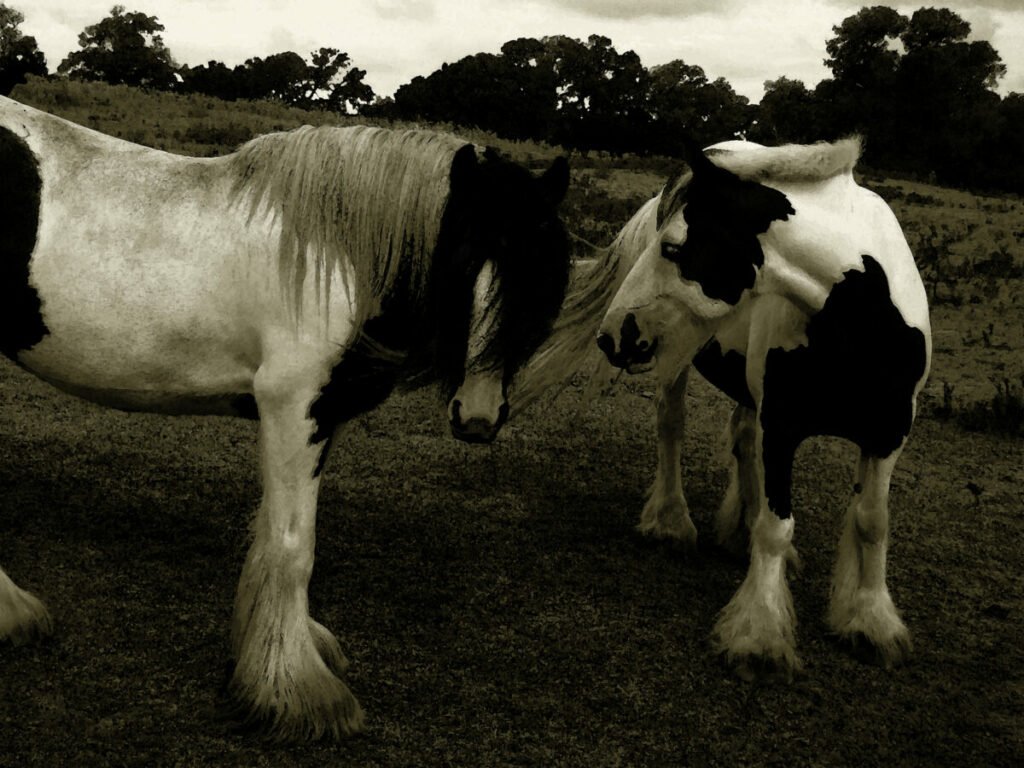Black and white photo of two horses in field