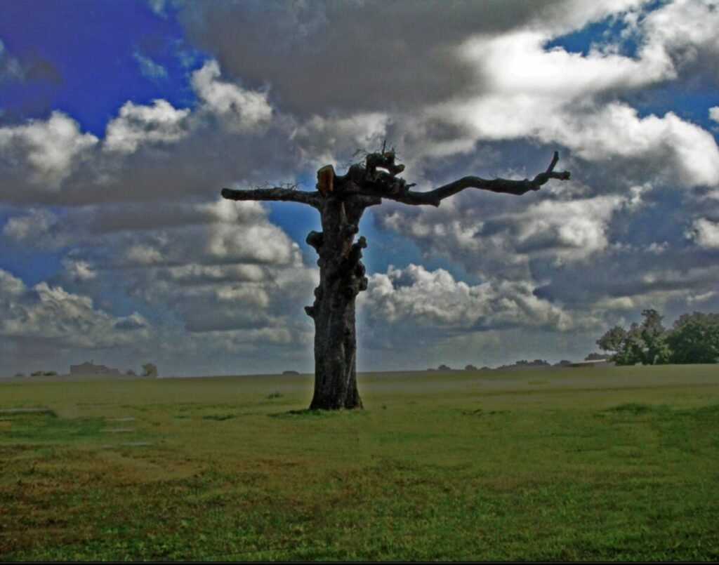 Photo of dead tree under cloudy blue sky