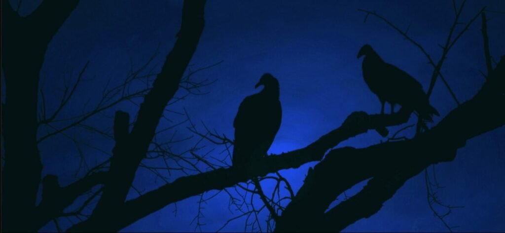 Silhouette of birds in leafless tree against deeply blue night sky