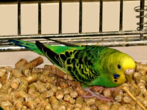Photo of green and yellow parakeet