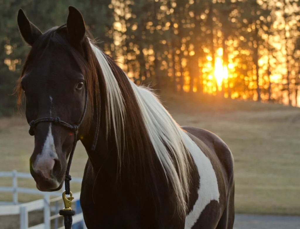Photo of a paint horse with sunset through trees behind it