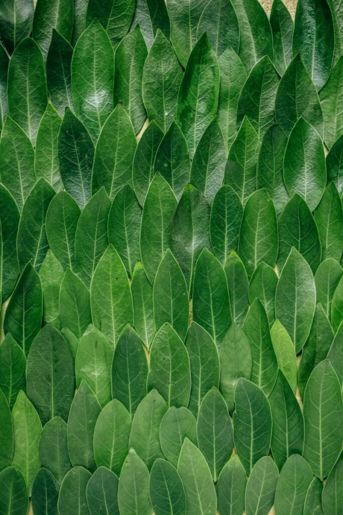 Photo of green leaves layered on each other