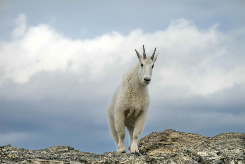 white horned goat on mountain with snow