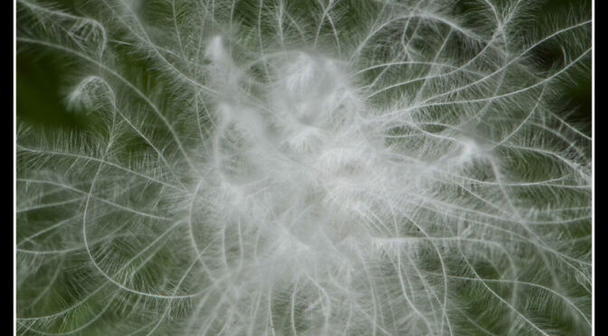 Close up photo of white tendrils