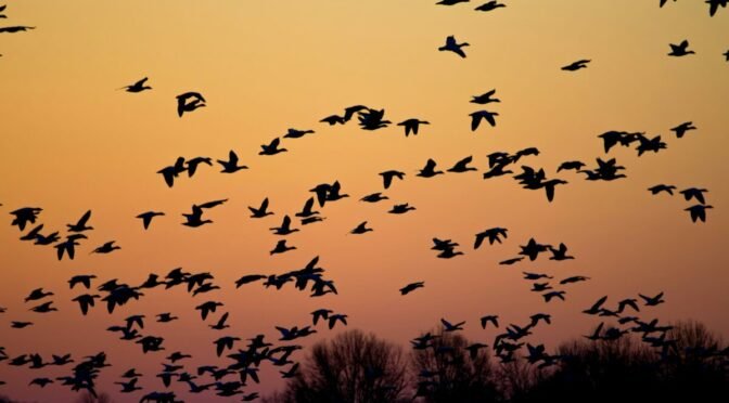 Photo of geese in sunset colored sky
