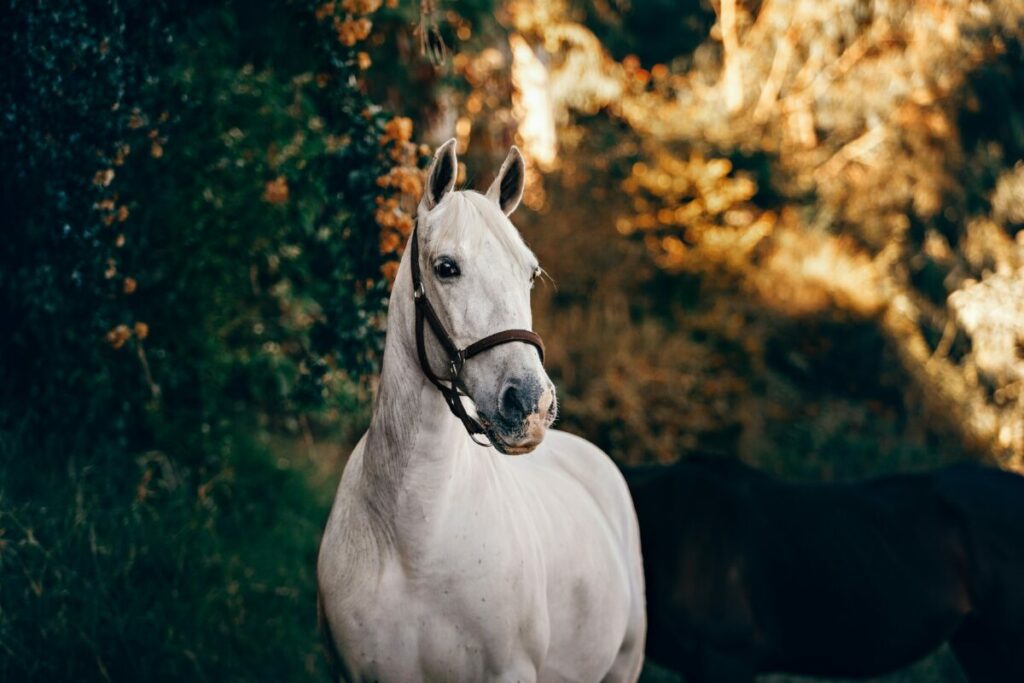 Photo of white horse