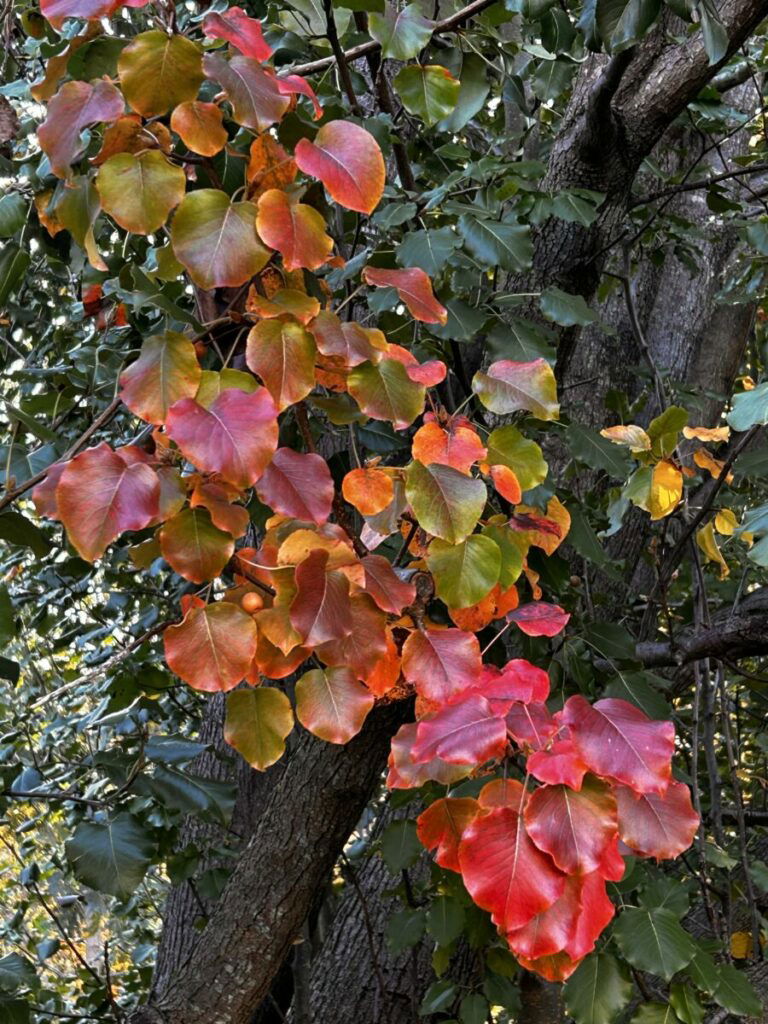 Photo of leaves turning red