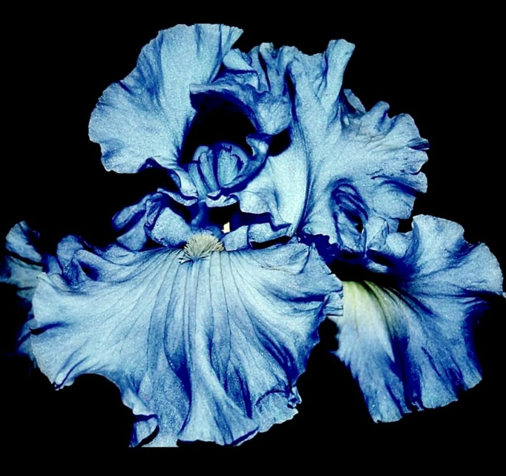 Close up photo of a blue iris