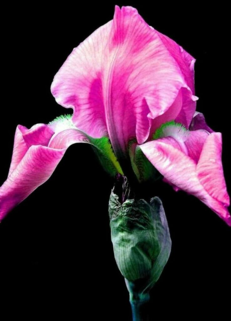 Close up photo of a pink iris