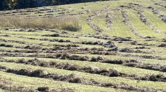 Photo of cleared hay field