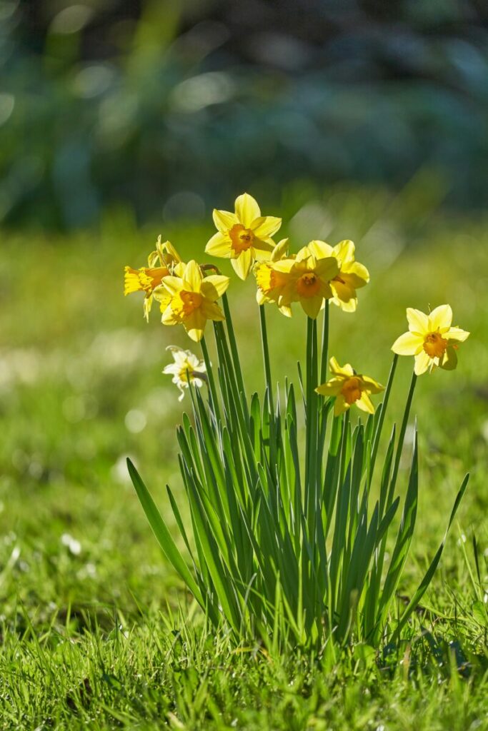 Photo of group of yellow tulips
