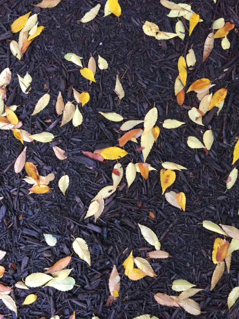 Photo of yellow leaves on top of mulch