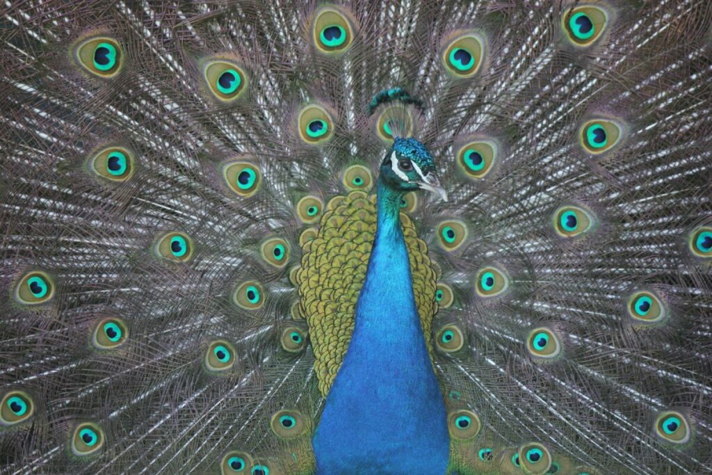 Drawing of bright blue peacock