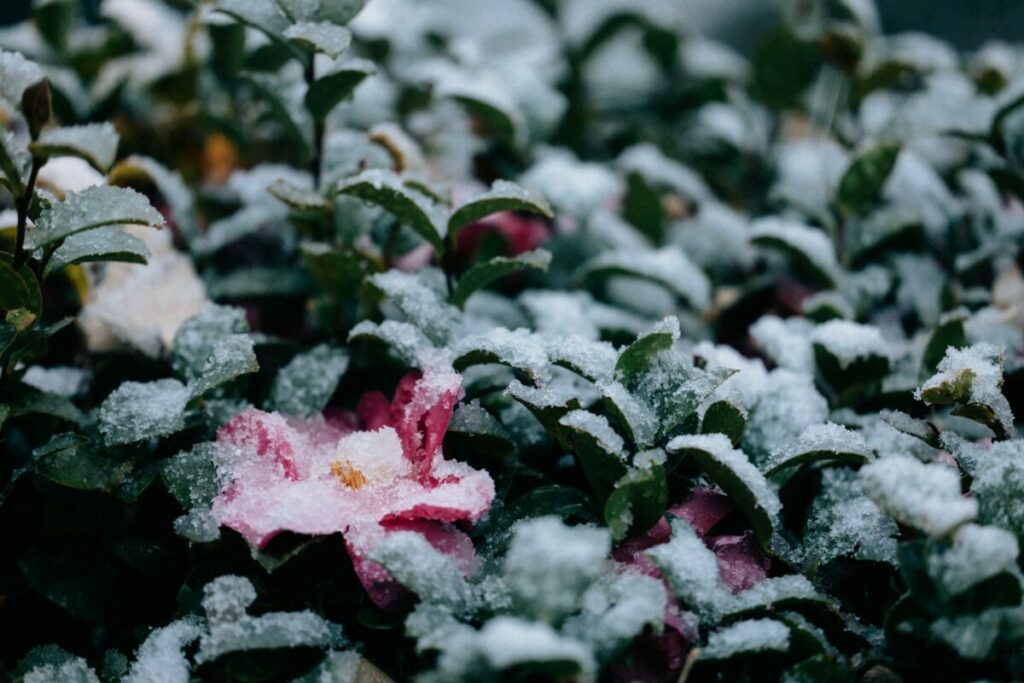 Photo of leaves and flowers covered with frost