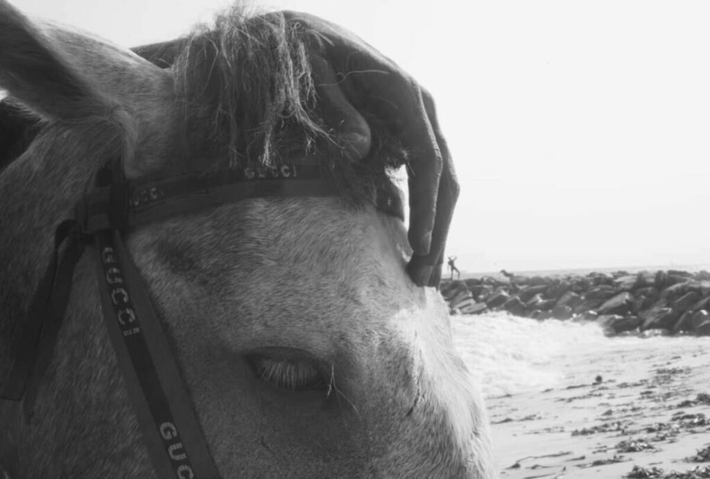 Black and white photo of horse's head with hand on top