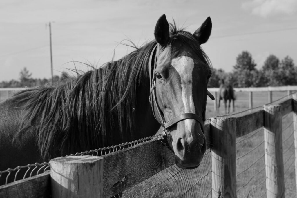 Black and white photo of a horse