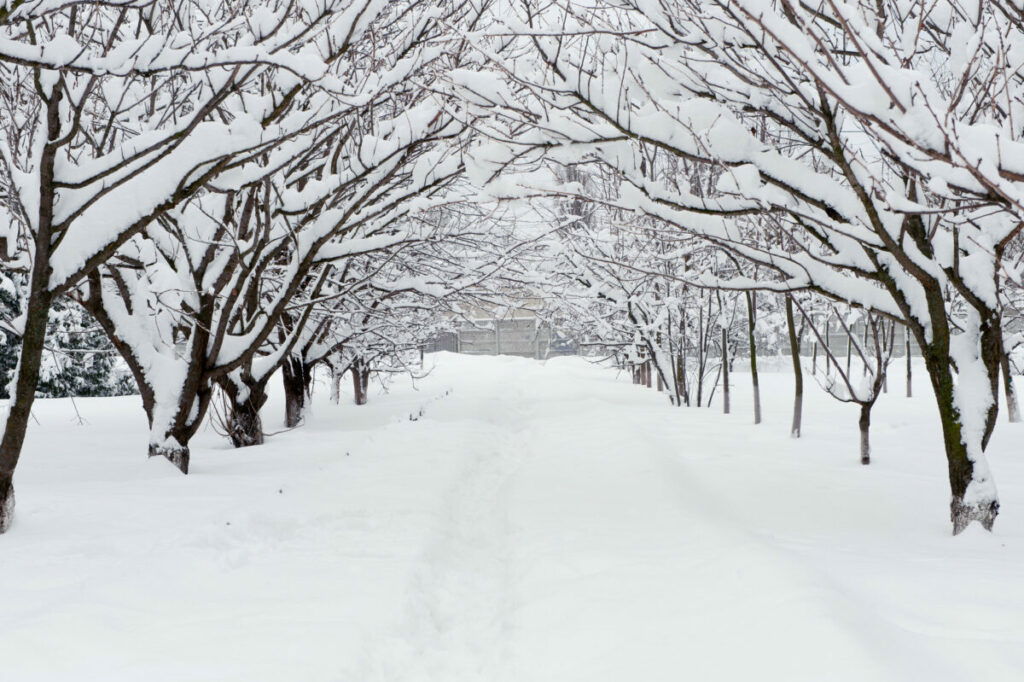 Photo of snow covered road under snow covered trees