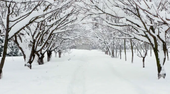 Photo of snow covered road under snow covered trees