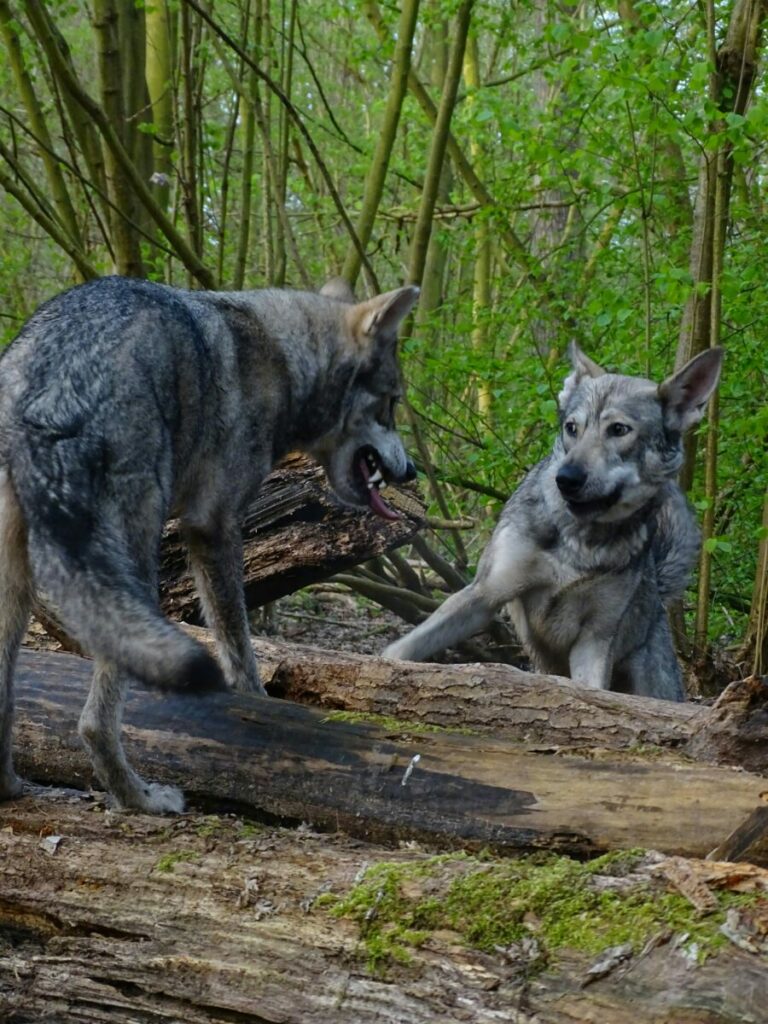 Photo of two wolves standing on fallen tree in woods