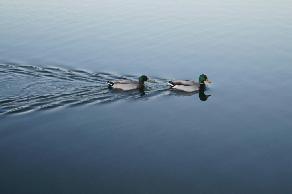 Photo of two ducks swimming on water