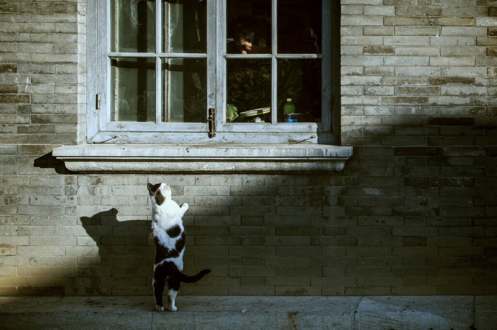 Photo of cat standing on hind legs against stone wall, under a window