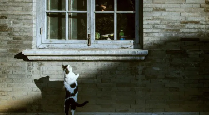 Photo of cat standing on hind legs against stone wall, under a window