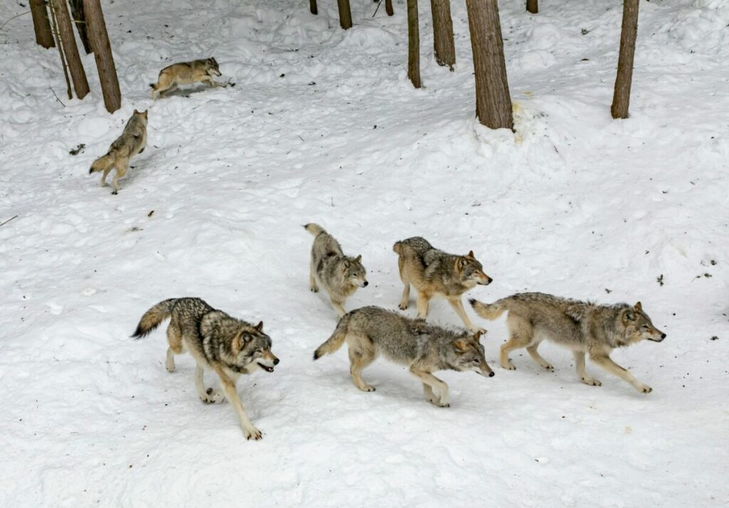 Photo of group of wolves walking in snow