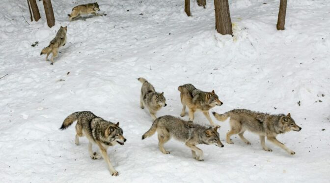 Photo of group of wolves walking in snow
